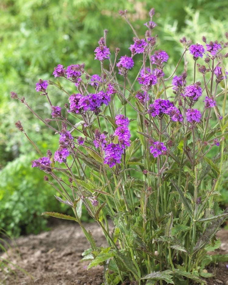 fleur-verveine-violette-plante-couvre-sol-idées
