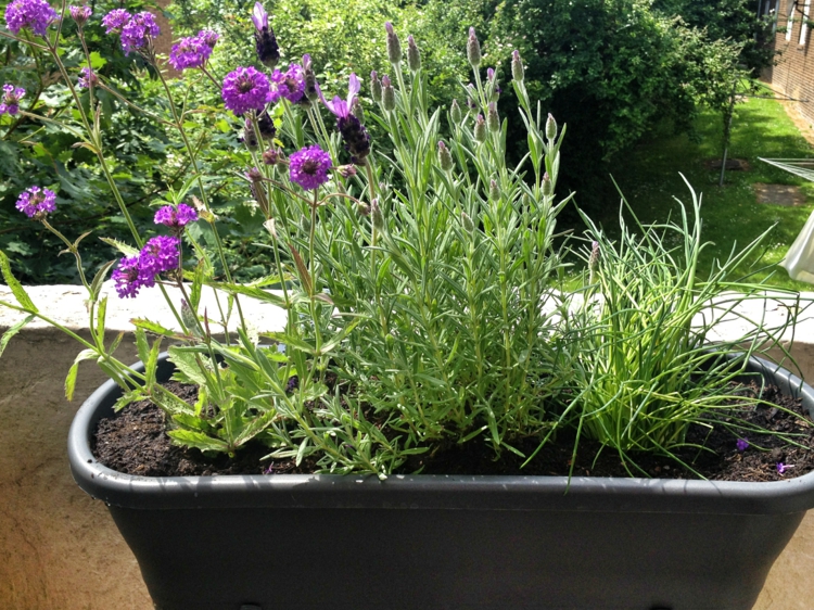 fleur-verveine-violettes-bac-noir-terrasse