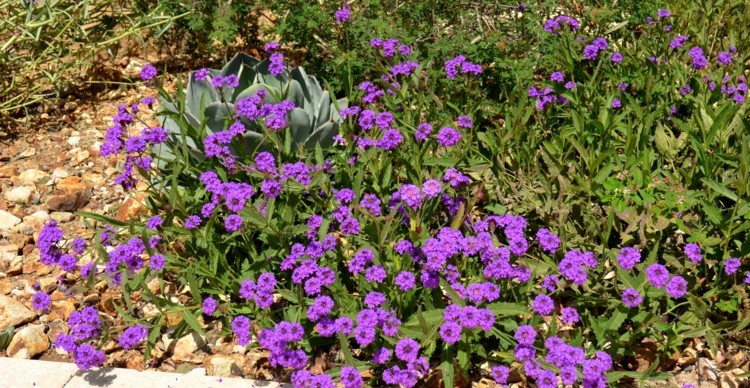 fleur-verveine-violettes-massifs