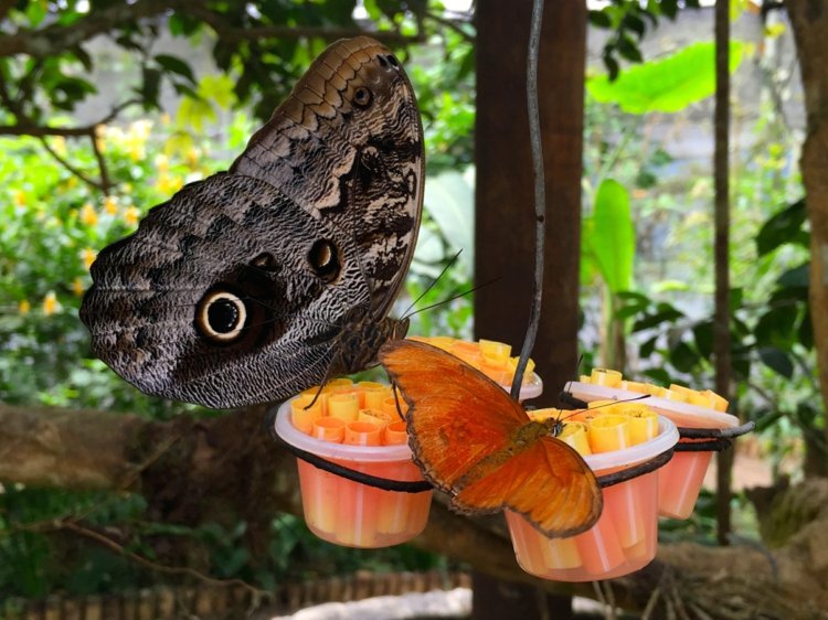 décoration de jardin extérieur - mangeoire-papillons-fabriquer-gobelets