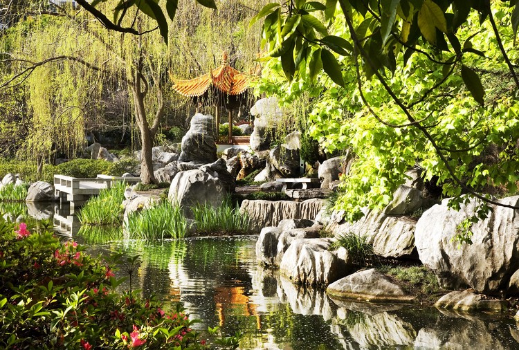 jardin chinois graminées-ornement-fleurs-bassin