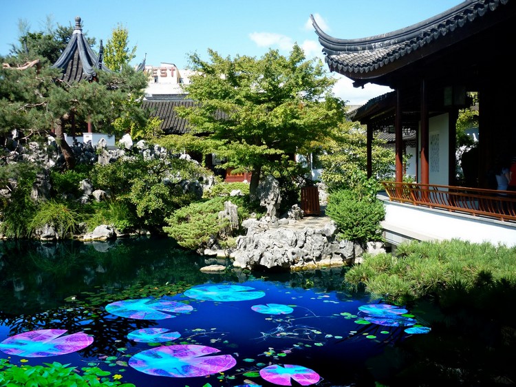 jardin-chinois-lotus-mouvement