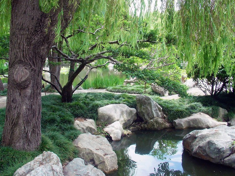 jardin-chinois-pelouse-graminées-bassin-aquatique