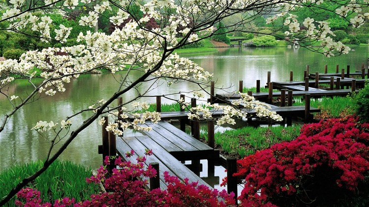 jardin-chinois-pont-bois-massif-lac-artificiel-arbre-fleuri-ambiance