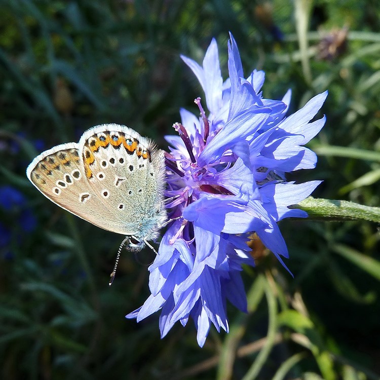 jardin des papillons bluet-fleurs-bleues-mauves