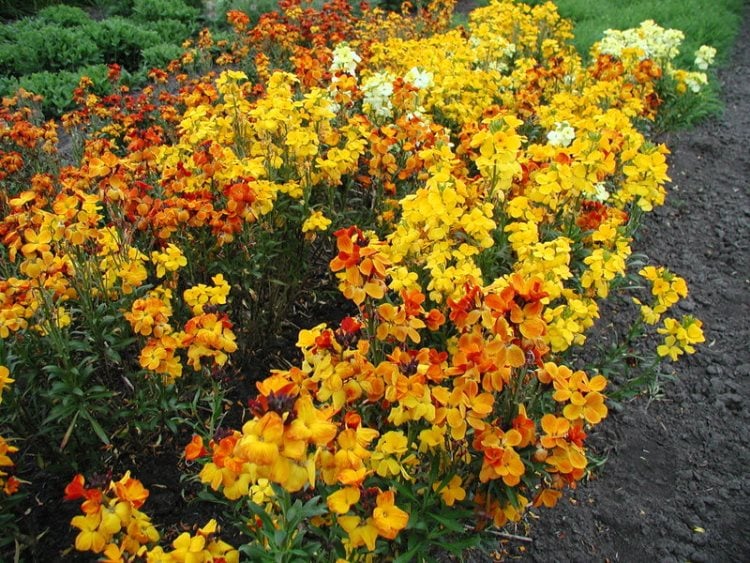 jardin-papillons-giroflée-fleurs-jaunes-oranges