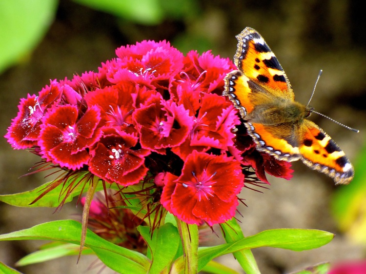 jardin-papillons-oeuillet-poète-flerus-rouges