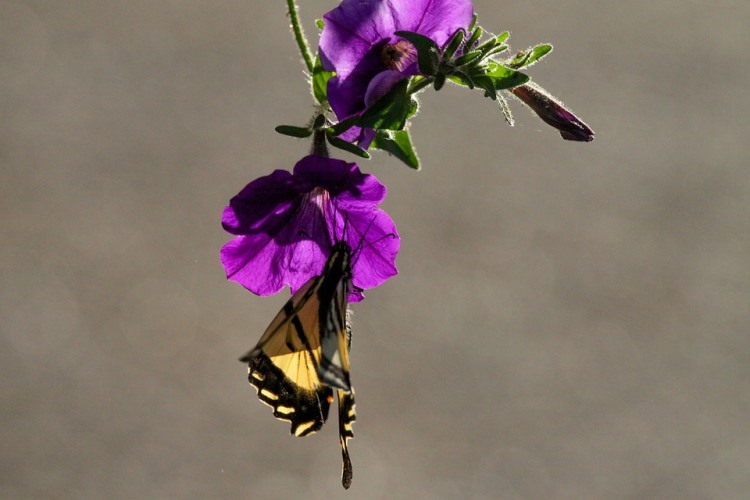 jardin-papillons-pétunia-fleurs-violettes-paipillon
