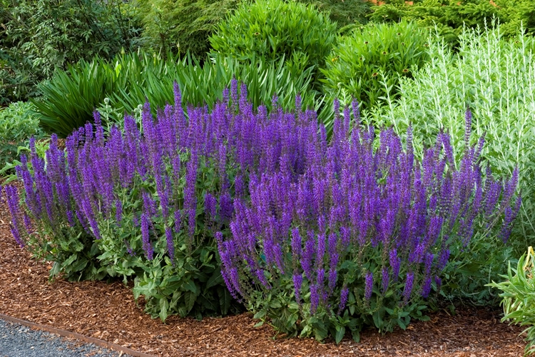jardin-papillons-sauge-fleurs-violettes-plante