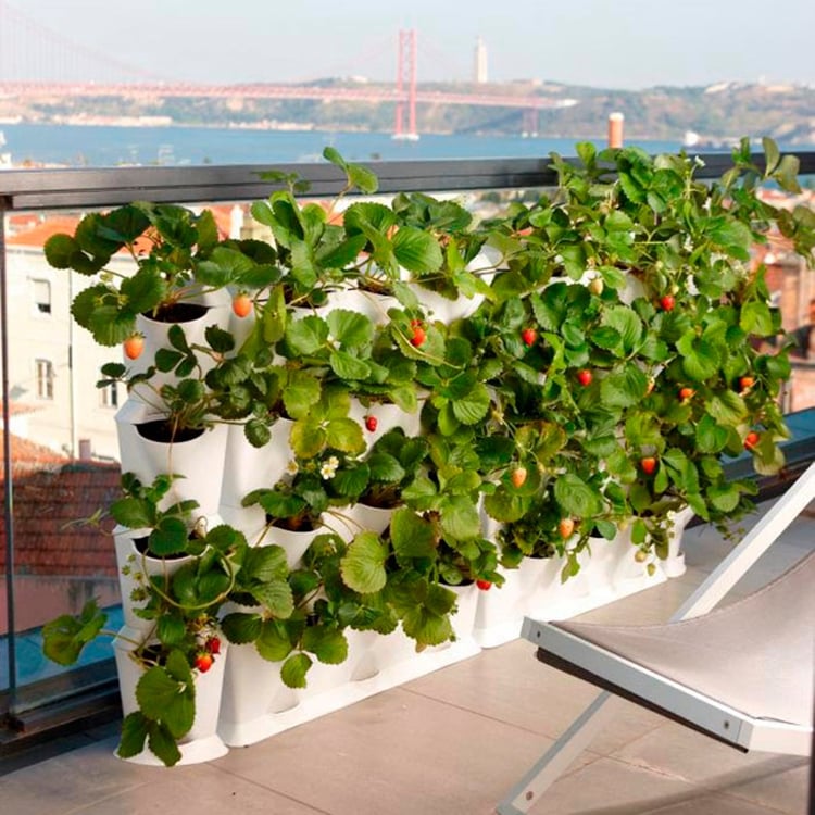 jardin vertical -balcon-fraisiers-pots-blancs