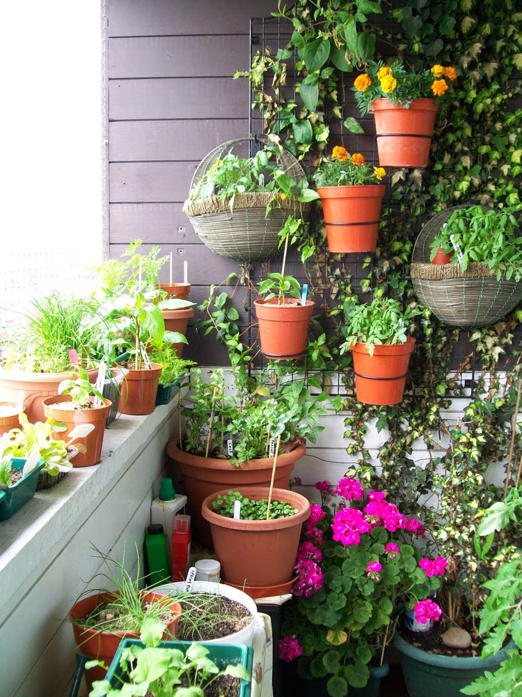 jardin vertical -balcon-treilis-métallique-pots-fleurs-plantes-grimpantes