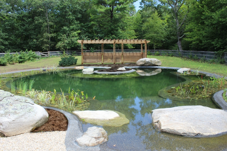piscine naturelle forme-asymétrique-pierre-natreulle-pergola