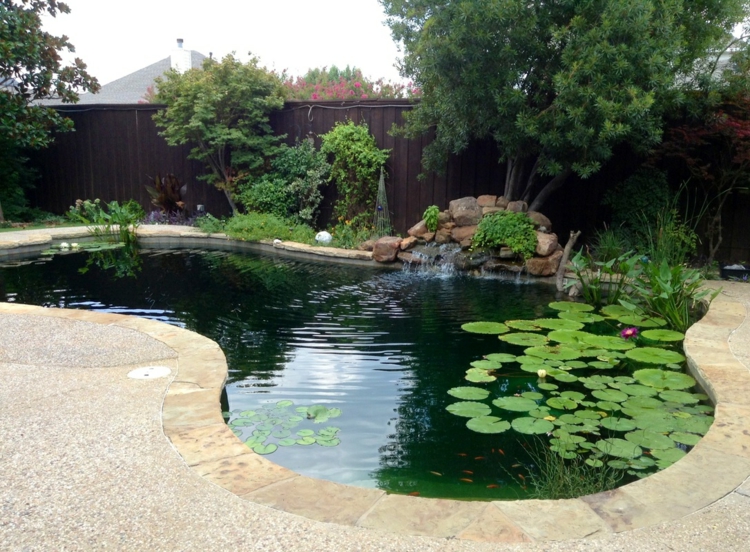 piscine naturelle forme-asymétrique-plantes-aquatiques-clôture-bois