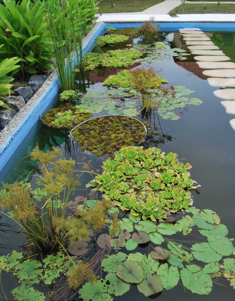 piscine-naturelle-graminées-plantes-aquatiques-pas-japonais