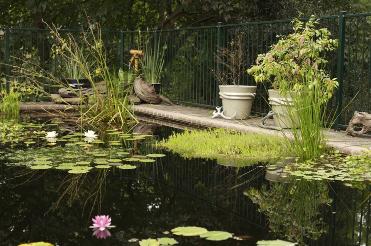 piscine naturelle nénuphar-plantes-pots-brise-vue