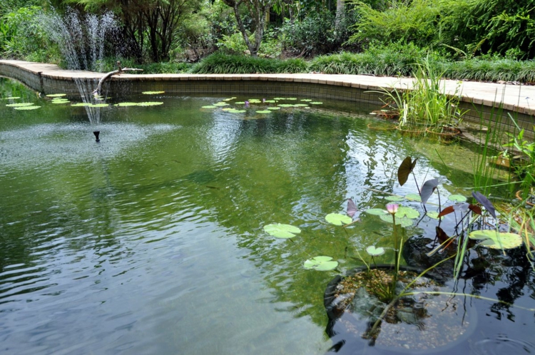 piscine-naturelle-plantes-aquatiques-fontaine-verdure