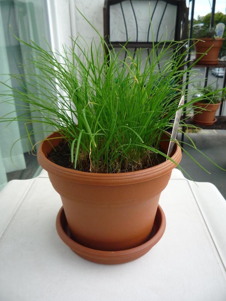 plante-anti-moustique-ciboulette-pot-Allium-schoenoprasum-famille-Amaryllidacées