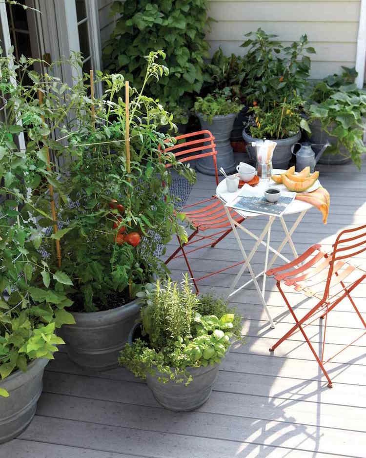 plante-anti-moustique-jardin-poteger-balcon-tomates-basilic