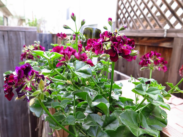 plante-anti-moustique-plantes-fleurs-décorer-balcon-terrasse