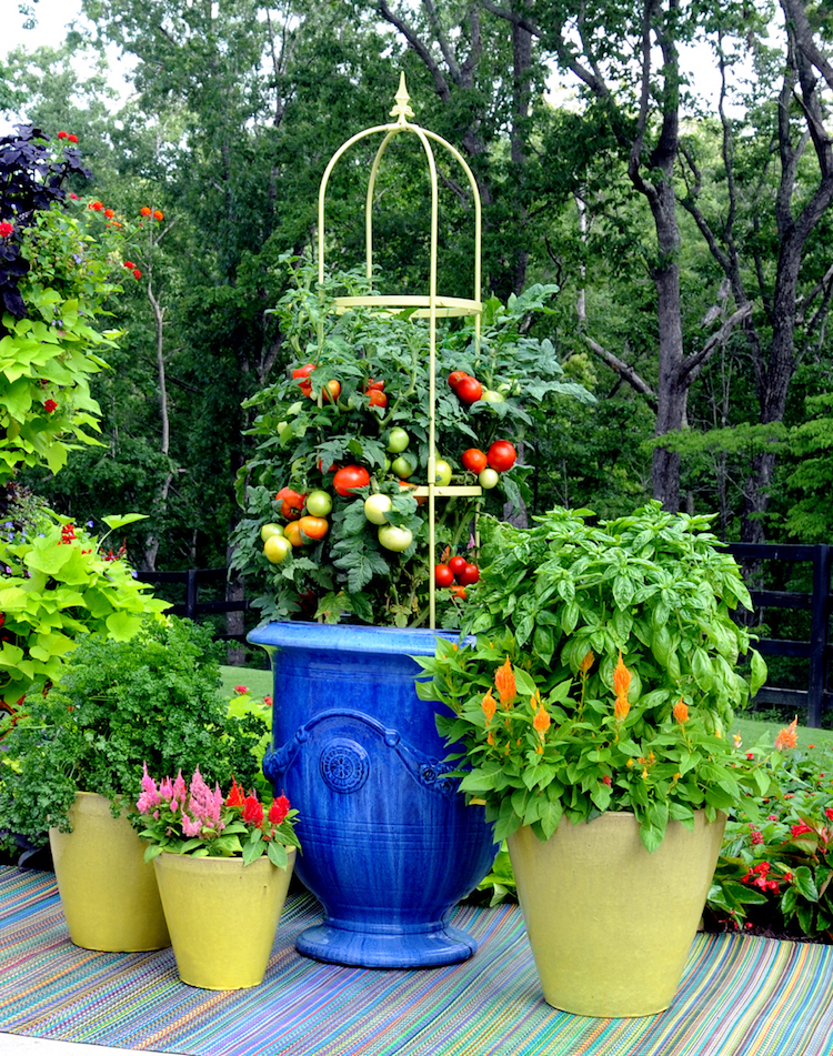 plante anti moustique tomates-basilic-utiles-délicieux