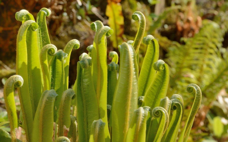 plante fougère -Asplenium scolopendrium-feuilles-vivaces-langue-boeuf
