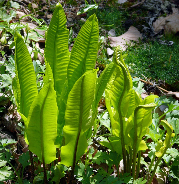 plante fougère -Asplenium scolopendrium-langue-boeuf-fougère-persistante