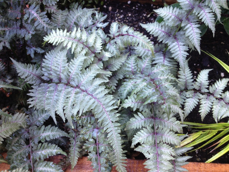 plante fougère -Athyrium niponicum-feuilles-décoratives-argentées