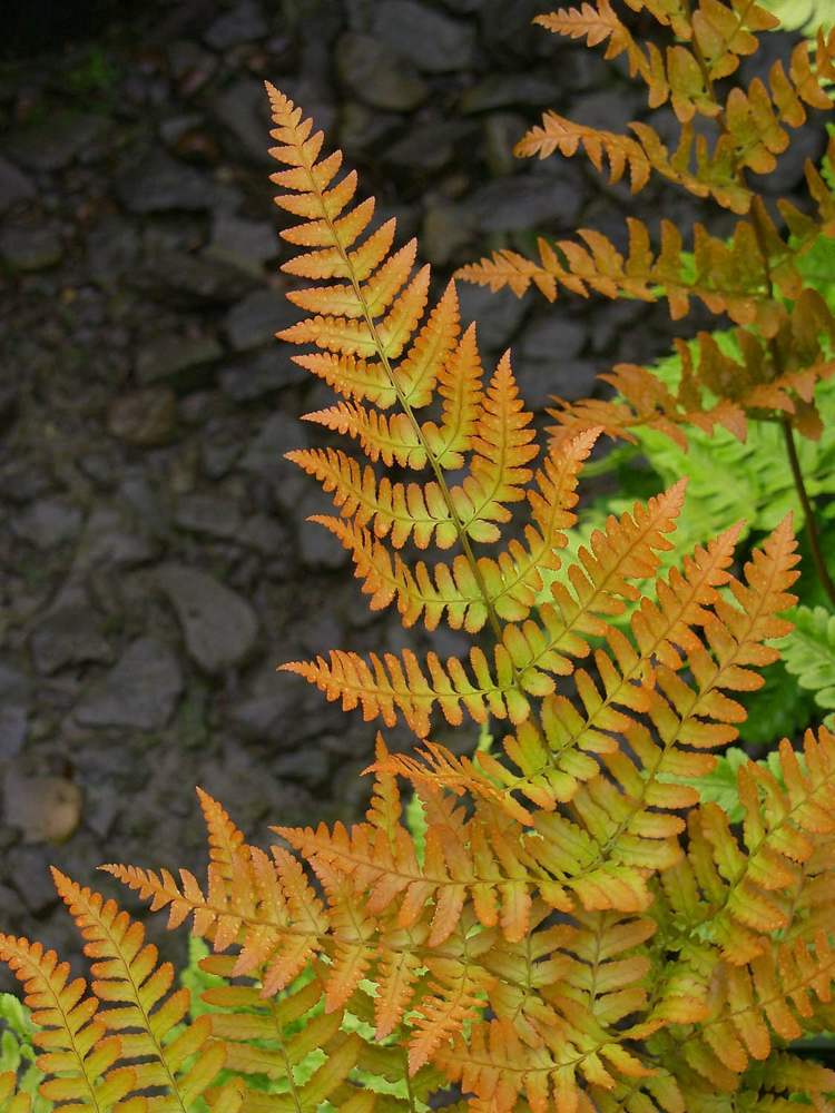 plante fougère -Dryopteris erythrosora-brilliance-feuillage-orange-cuivre