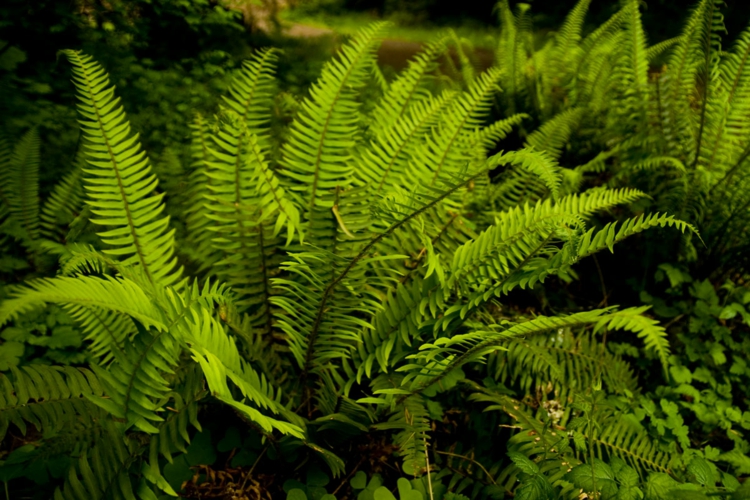 plante fougère -Polystichum munitum-feuillage-épée