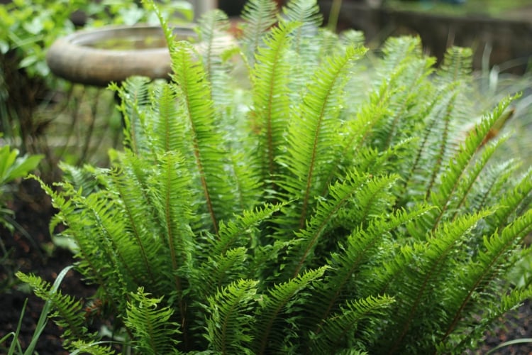 plante fougère -Polystichum munitum-jardin-ombragé