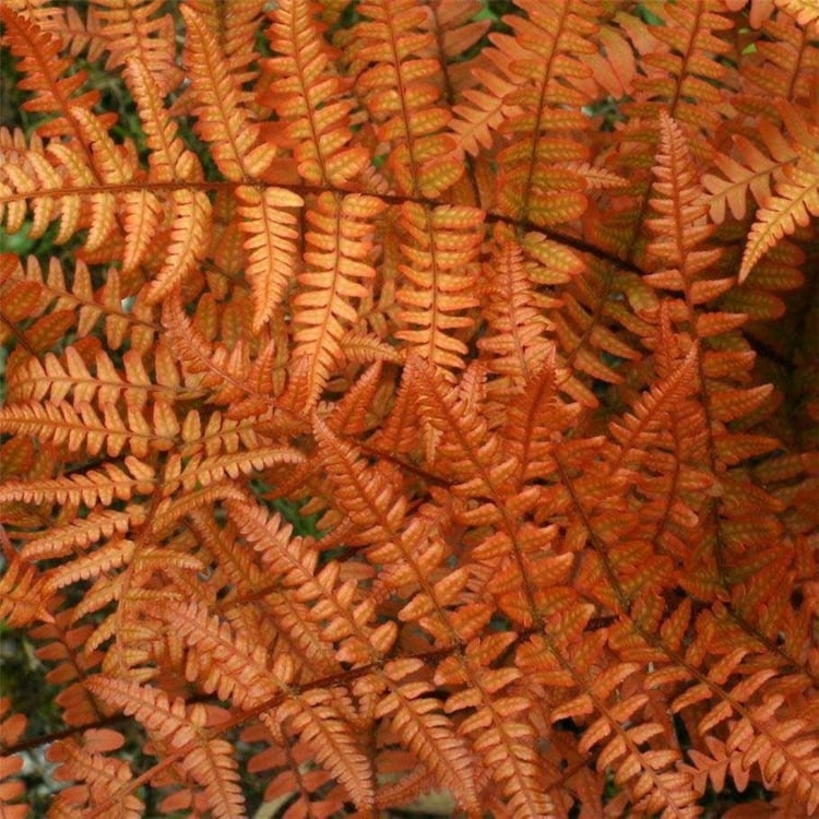plante fougère -brillance-feuillage-orange-cuivré-décoratif