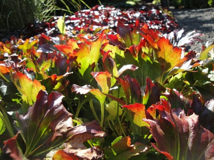 plante vivace couvre-sol –Karasuba-feuillage-vert-bordures-rouge-pourpré