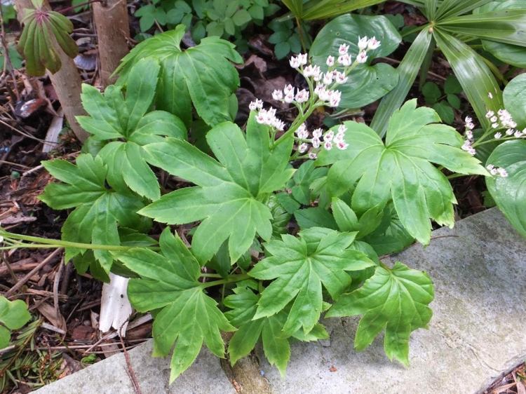 plante vivace couvre-sol –Mukdenia rossii Karasuba-feuilles-palmées-vertes-fleurs-blanches