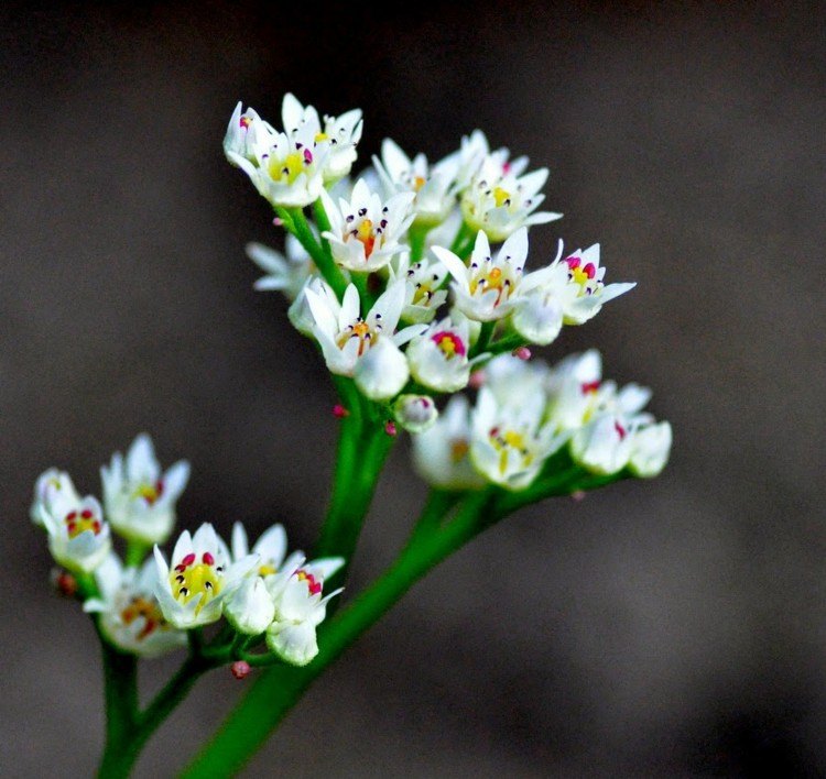 plante vivace couvre-sol –Mukdenia rossii Karasuba -fleurs-fines-blanches
