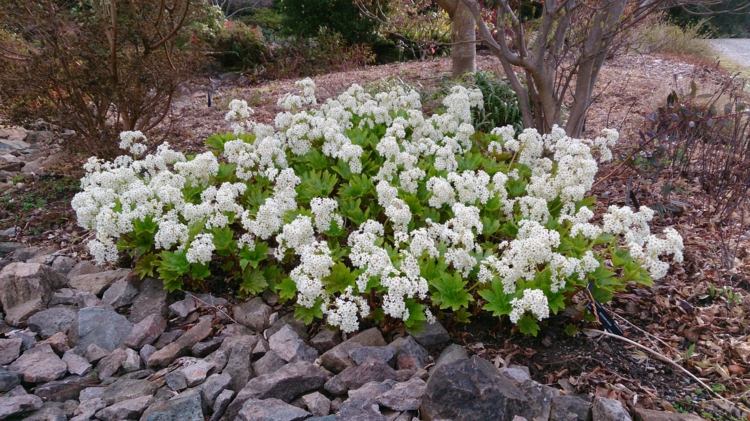 plante vivace couvre-sol –Mukdenia rossii Karasuba -fleurs-pareilles-bergénia