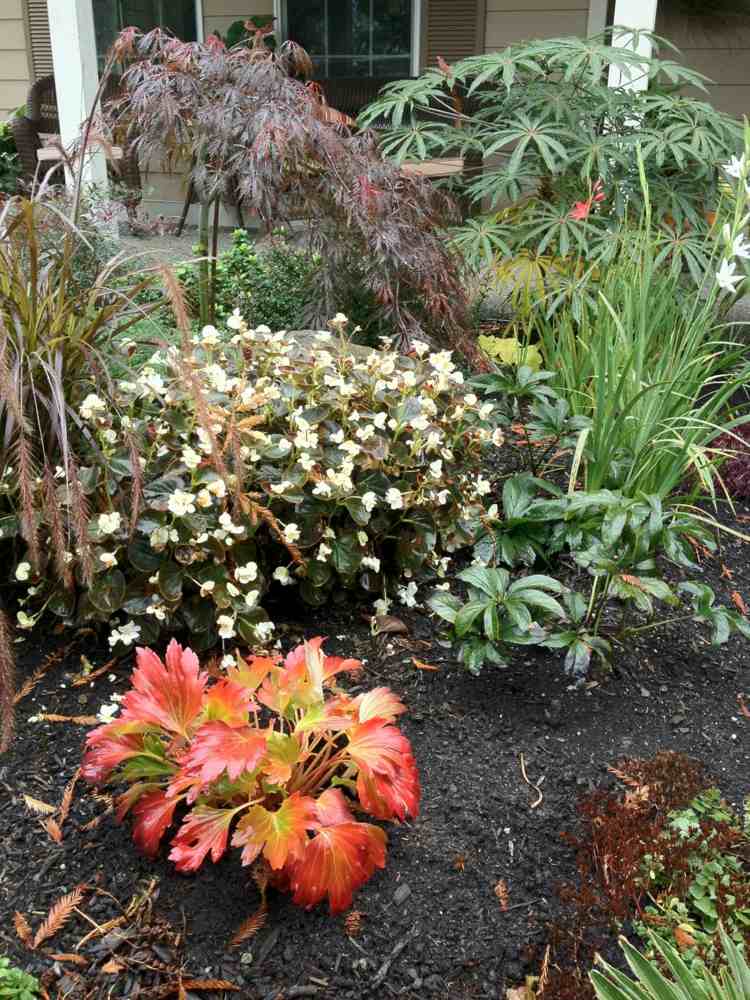 plante vivace couvre-sol –Mukdenia rossii -feuilles-décoratives-orange