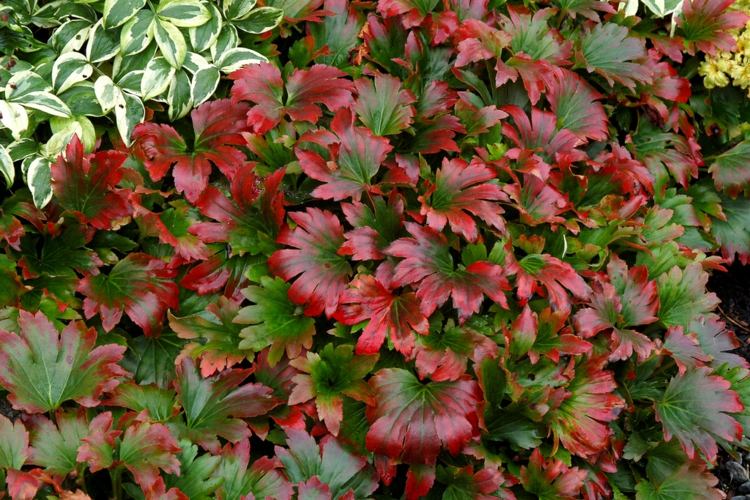 plante vivace couvre-sol –Mukdénie de Ross-feuillage-vert-bordures-rouges