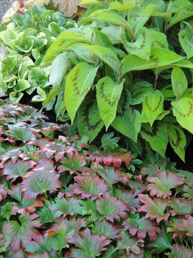 plante vivace couvre-sol –exposition-mi-ombre-plante-rustique