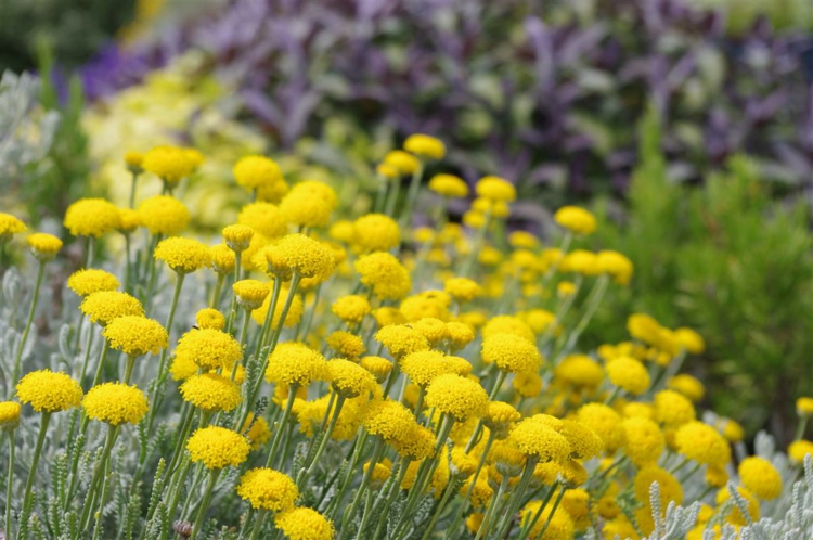 santolina-chamaecyparissus-petit-cyprès-arbuste-floraison-estivale-jaune