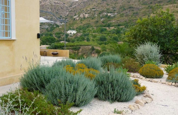 santolina chamaecyparissus petit-cyprès-touffes-jardin-rocaille-sol-aride