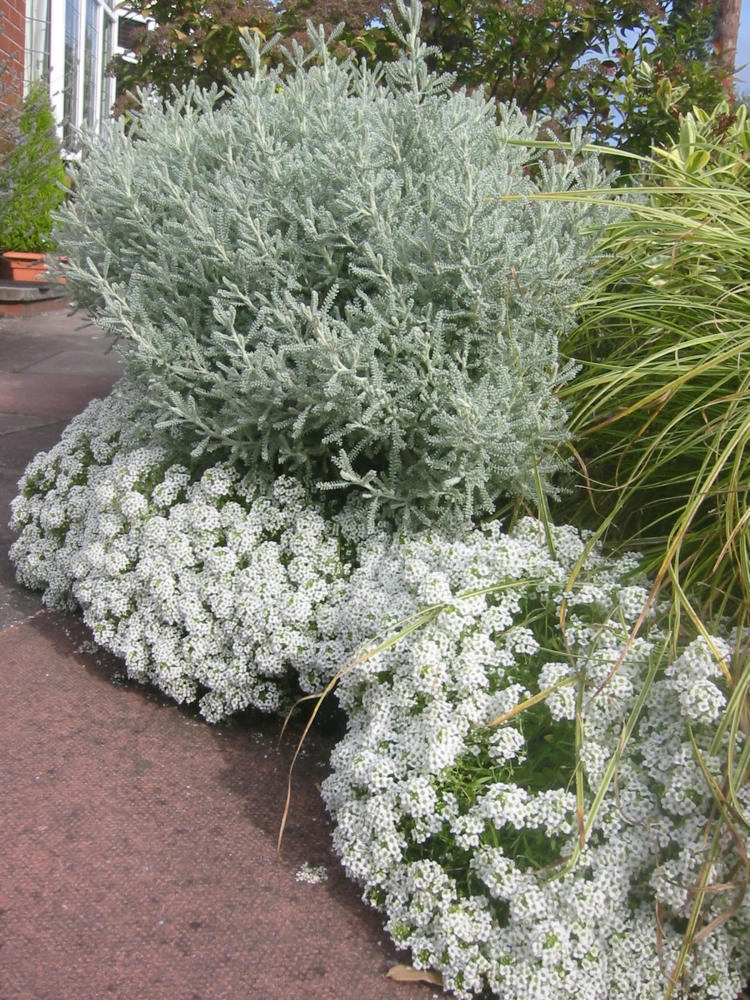 santolina-chamaecyparissus-santoline-petit-cyprès-arbrisseaux-fleurs-blanches
