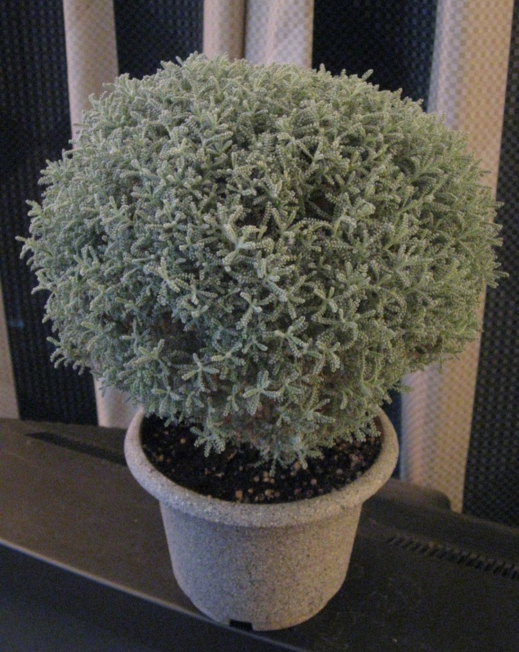 santolina chamaecyparissus santoline-petit-cyprès-cultiver-pot-balcon-terrasse