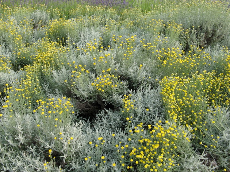 santolina chamaecyparissus santoline-petit-cyprès-en-massif-jardin-campagne