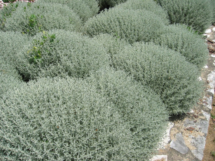 santolina-chamaecyparissus-santoline-petit-cyprès-feuilles-vertes-argentées