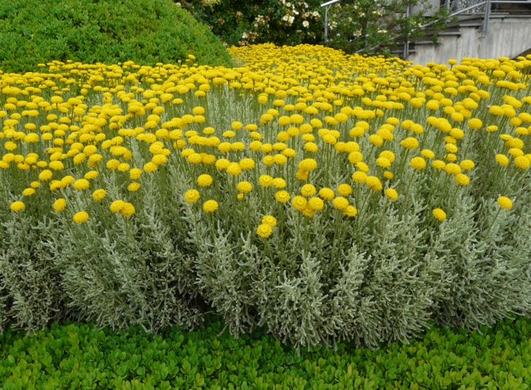 santolina-chamaecyparissus-santoline-petit-cyprès-fleurs-jaunes-juin-aout