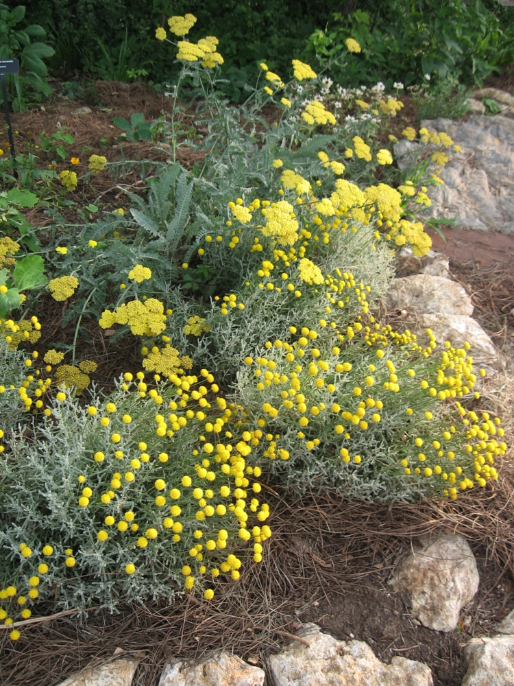 santolina-chamaecyparissus-santoline-petit-cyprès-jardin-sec-jardin-rocaille