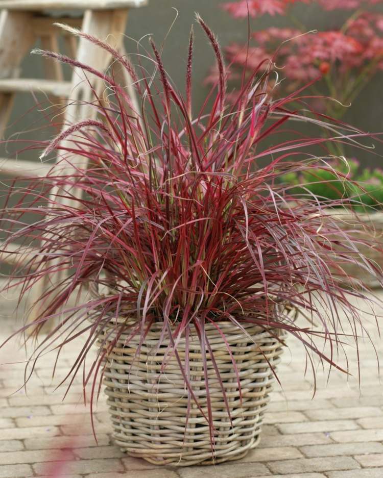 Pennisetum setaceum rubrum -graminée-ornementale-feuilles-rouges-épillets-pot-osier