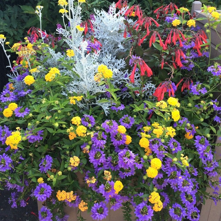 composition-jardinière-été-fleurs-jaunes-violettes-rouges