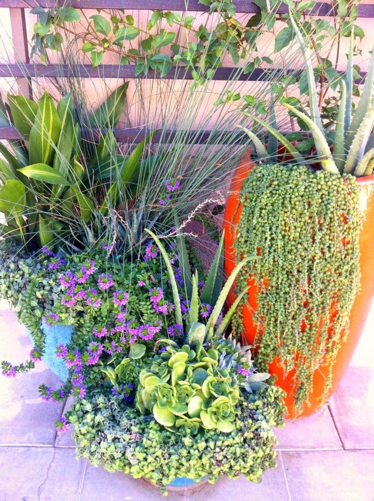 composition-jardinière-été-plantes-succulentes-perle