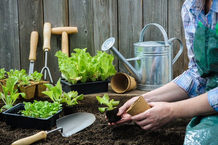 engrais organique potager-légumes-conseils